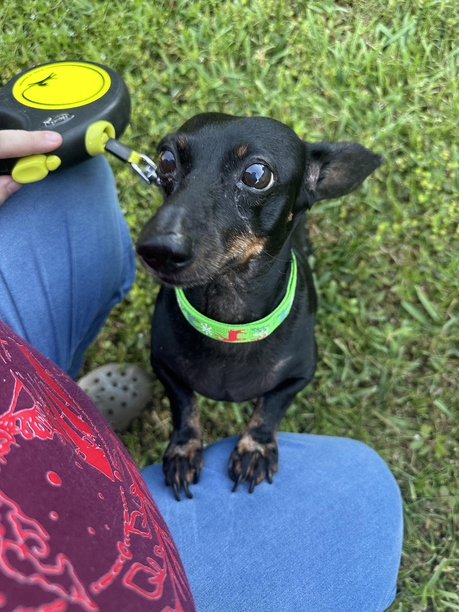 Flynn, Adoptable, Adult Male Dachshund.