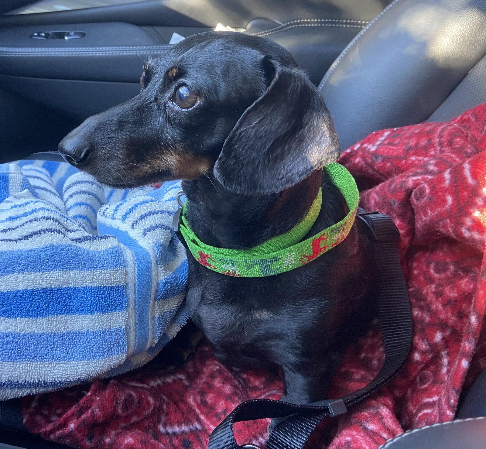 Enlarge Flynn, a Adoptable Dachshund in Jacksonville, FL image 2/3