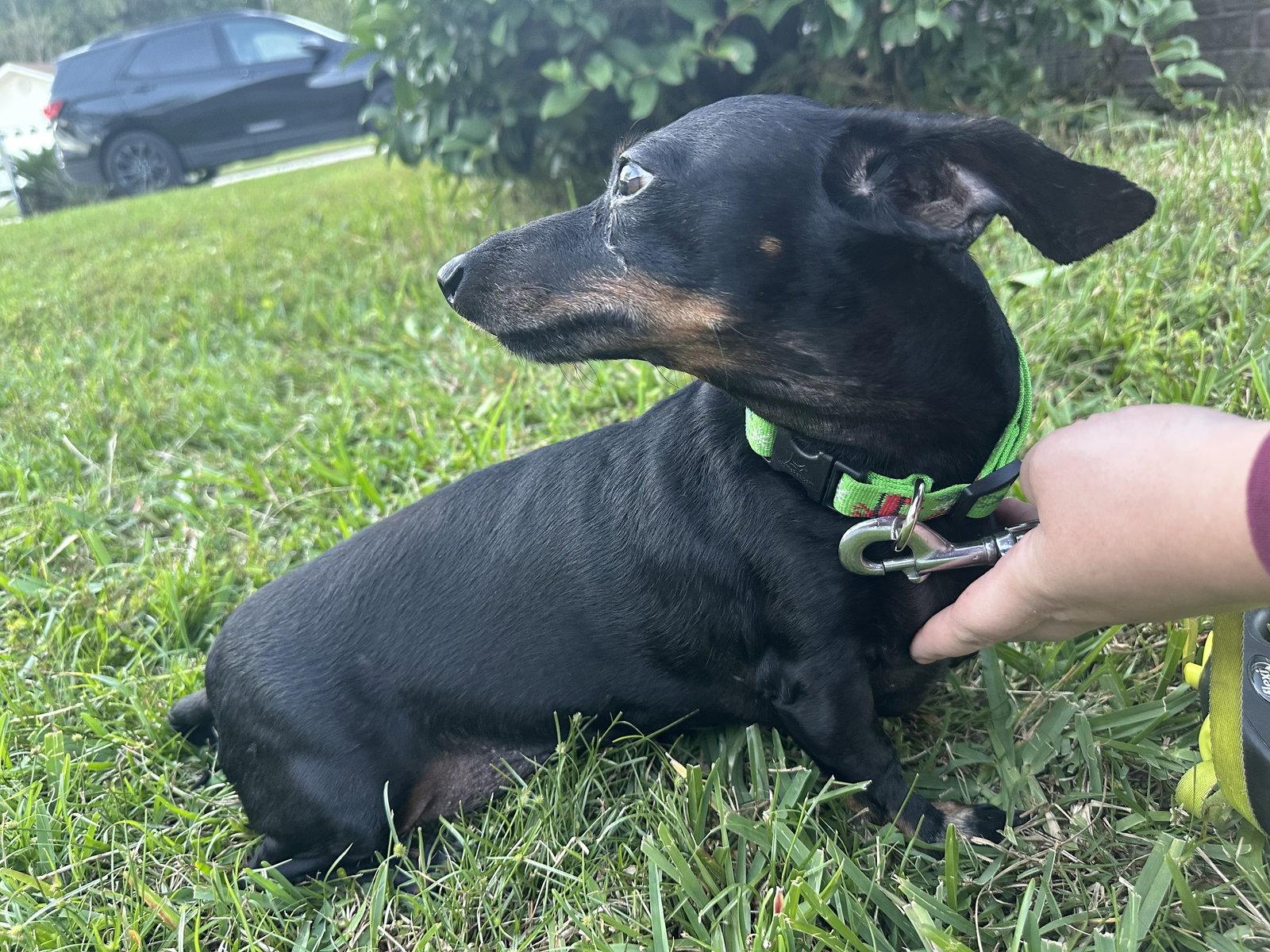 Enlarge Flynn, a Adoptable Dachshund in Jacksonville, FL image 3/3
