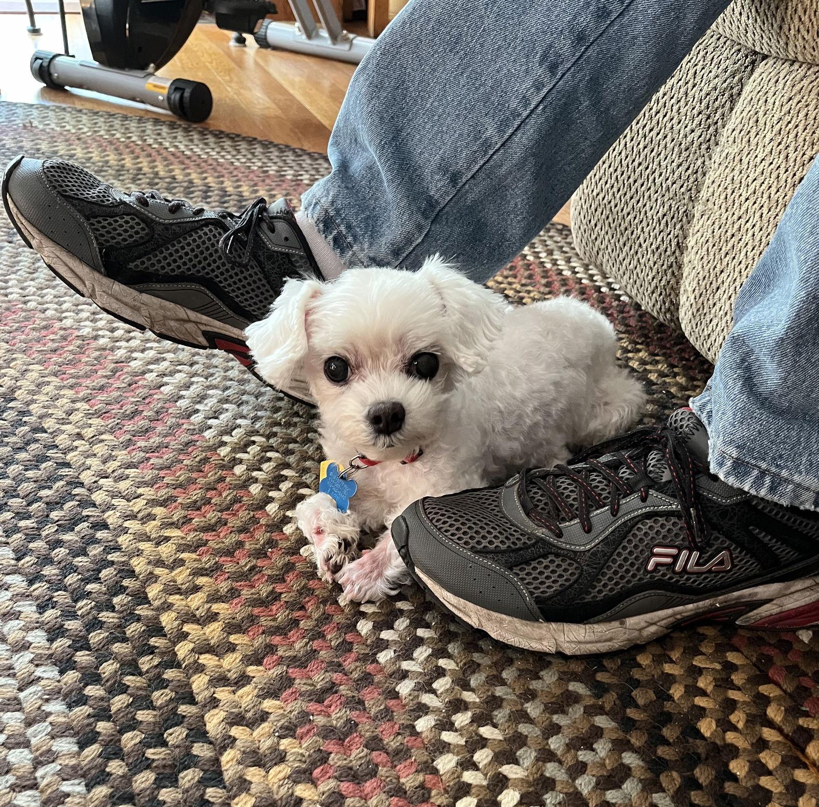 Marnie - Fairfield, Adoptable, Adult Female Maltese & Poodle.