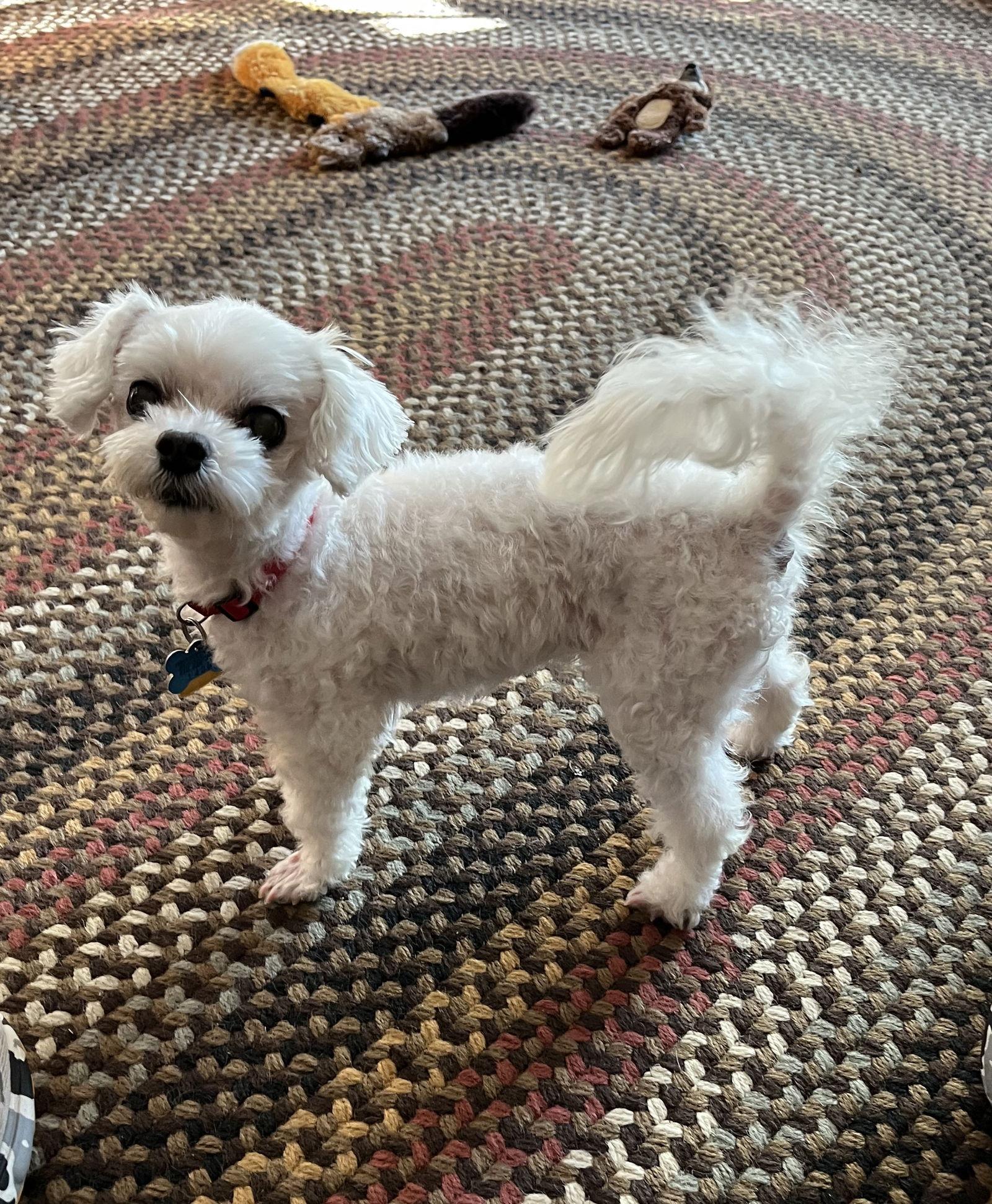 Marnie - Fairfield, a Adoptable mixed breed in Pataskala, OH image 1/3