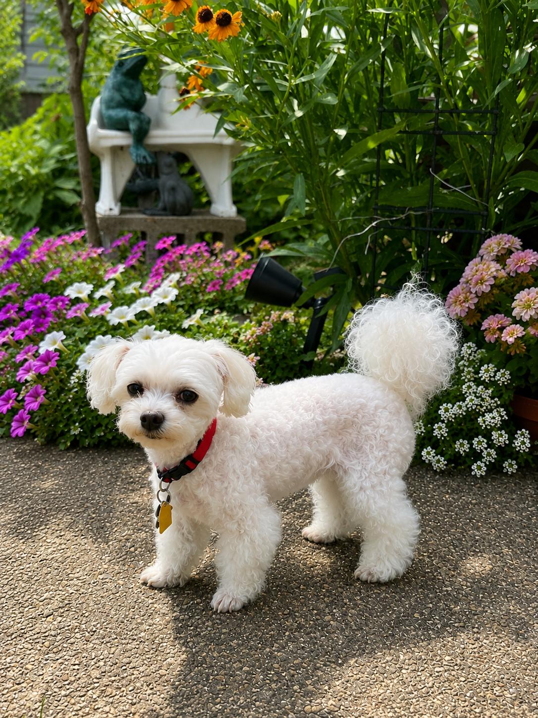 Marnie - Fairfield, a Adoptable mixed breed in Pataskala, OH image 2/3