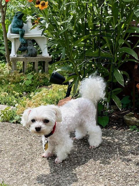 Marnie - Fairfield, a Adoptable mixed breed in Pataskala, OH image 2/3