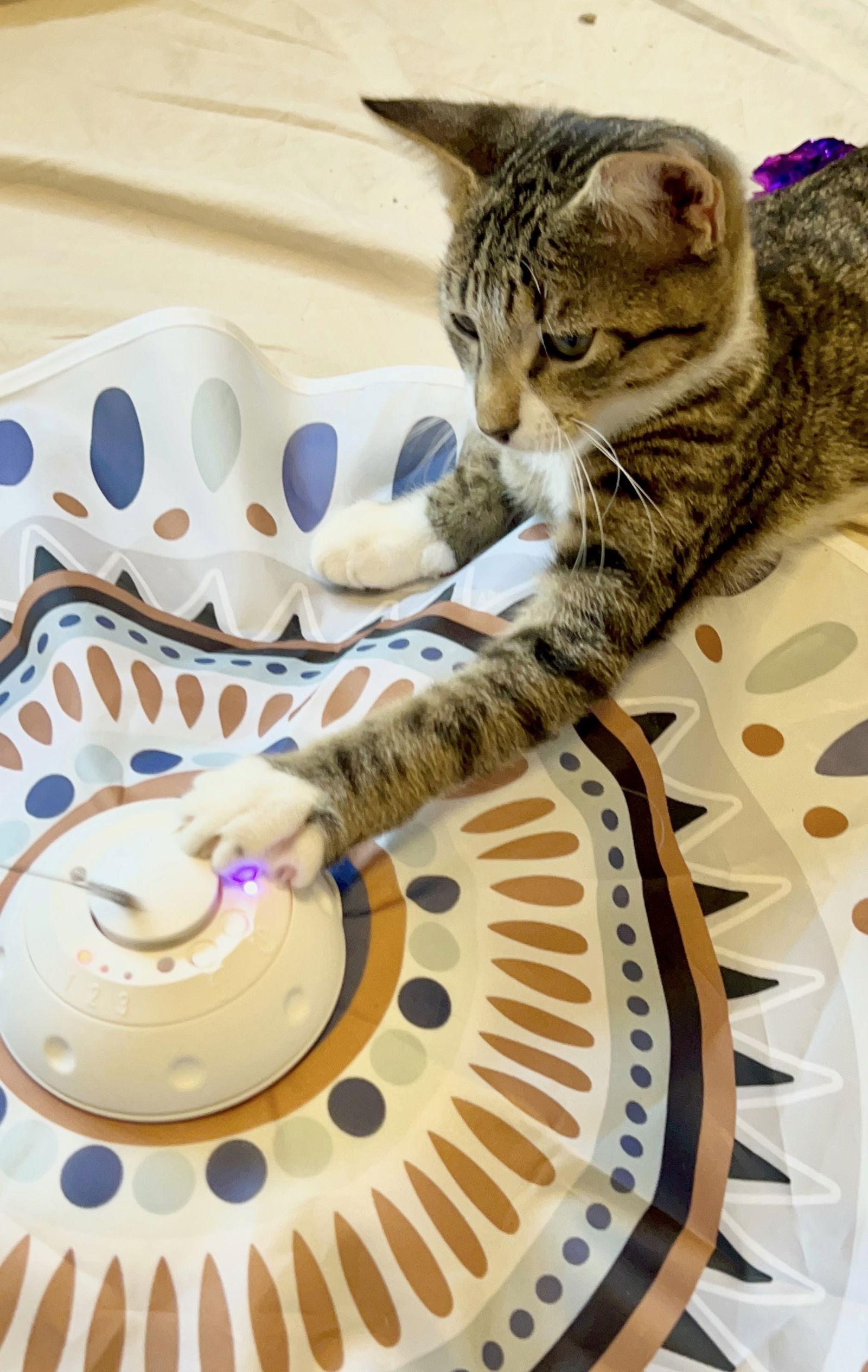 Dunkin, Adoptable, Young Male Domestic Short Hair & Tabby.