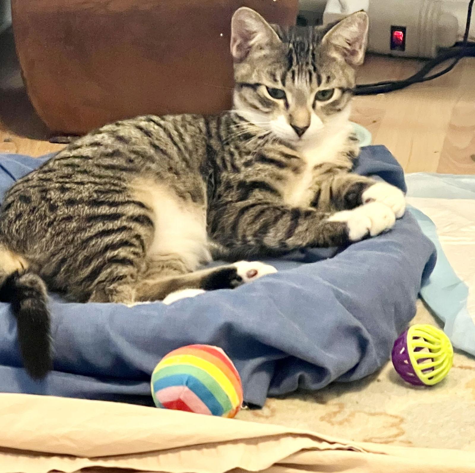 Enlarge Dunkin, a Adoptable mixed breed in West Palm Beach, FL image 3/3