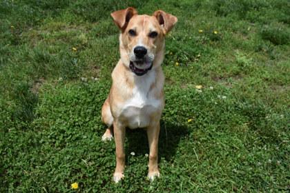 Leon, Adoptable, Adult Male Shepherd & Mixed Breed.