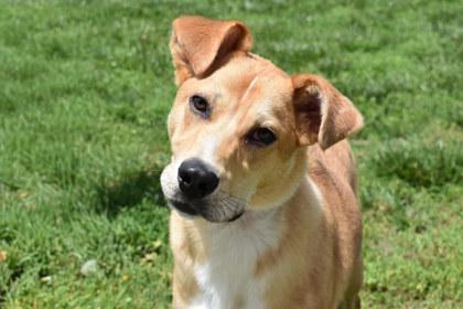 Enlarge Leon, a Adoptable mixed breed in Kansas City, MO image 2/3