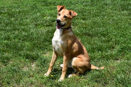 Enlarge Leon, a Adoptable mixed breed in Kansas City, MO image 3/3