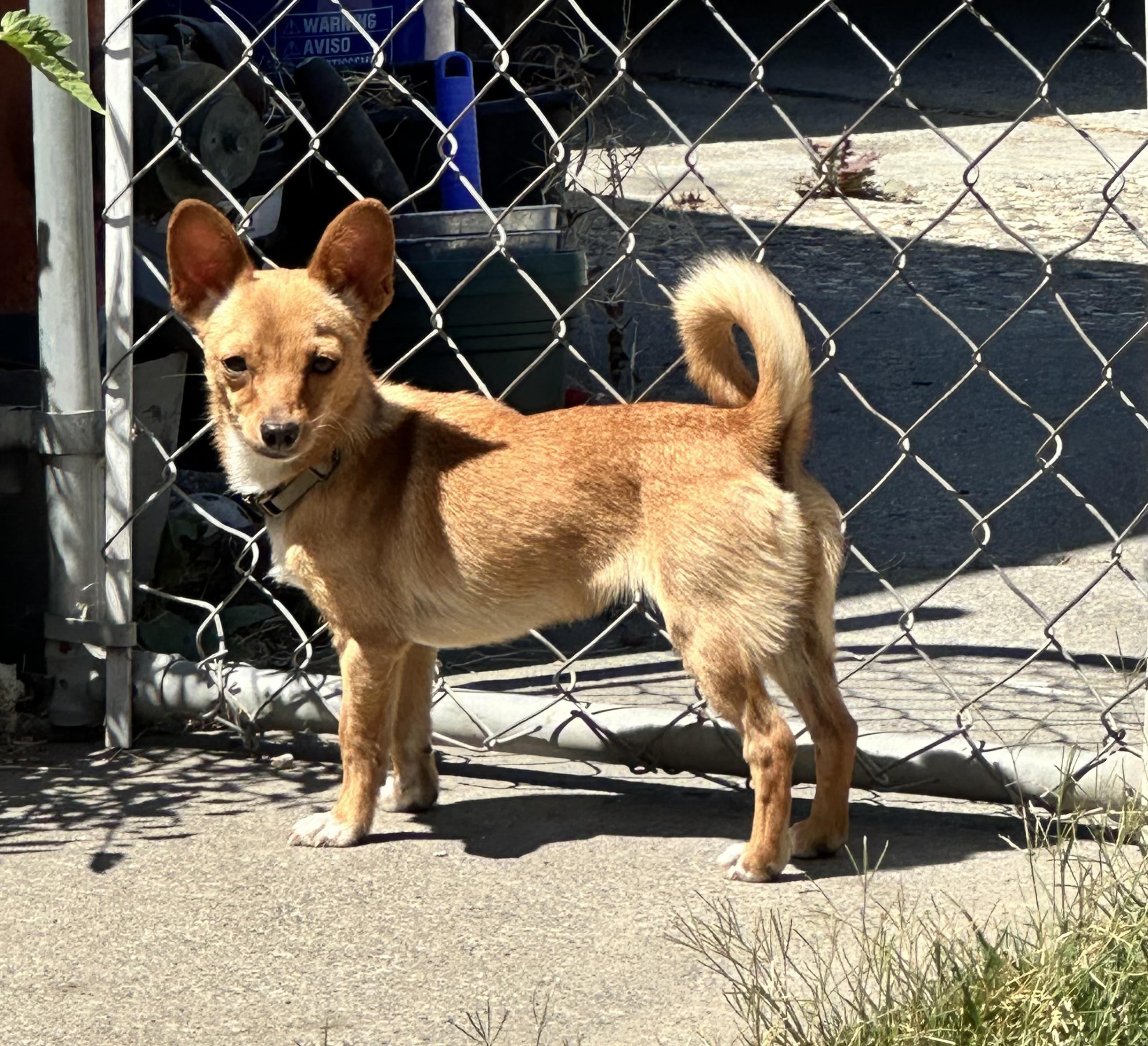 Enlarge Maple, a ADOPTABLE mixed breed in San Jose, CA image 1/1