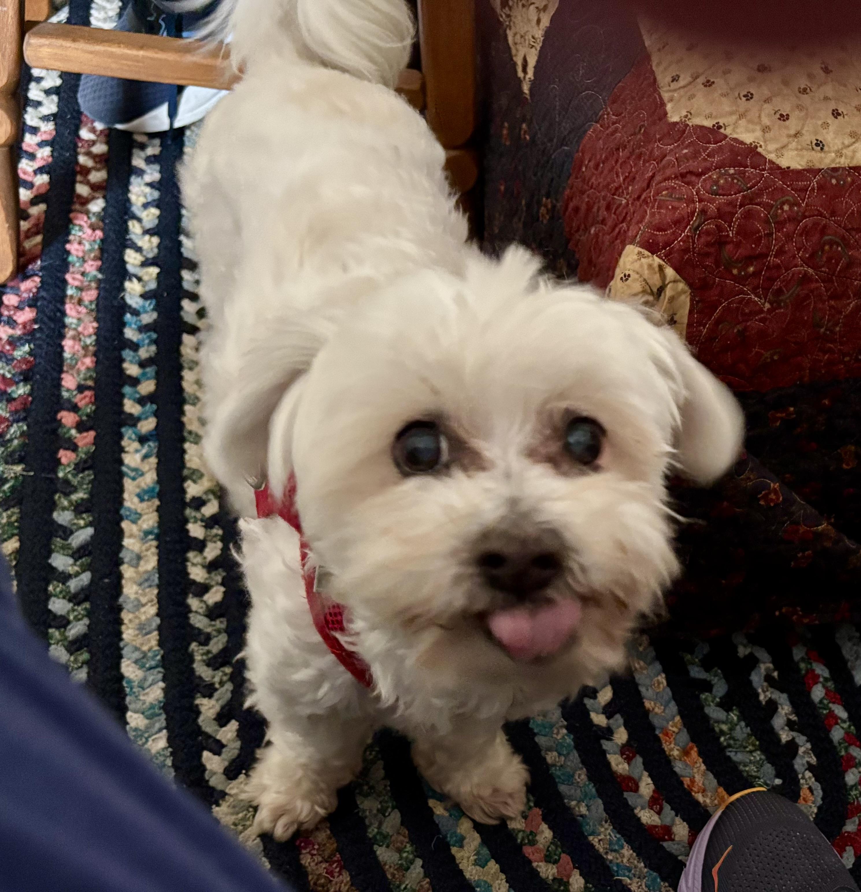 Simply Special Snowy, ADOPTABLE, Adult Male Bichon Frise & Maltipoo.