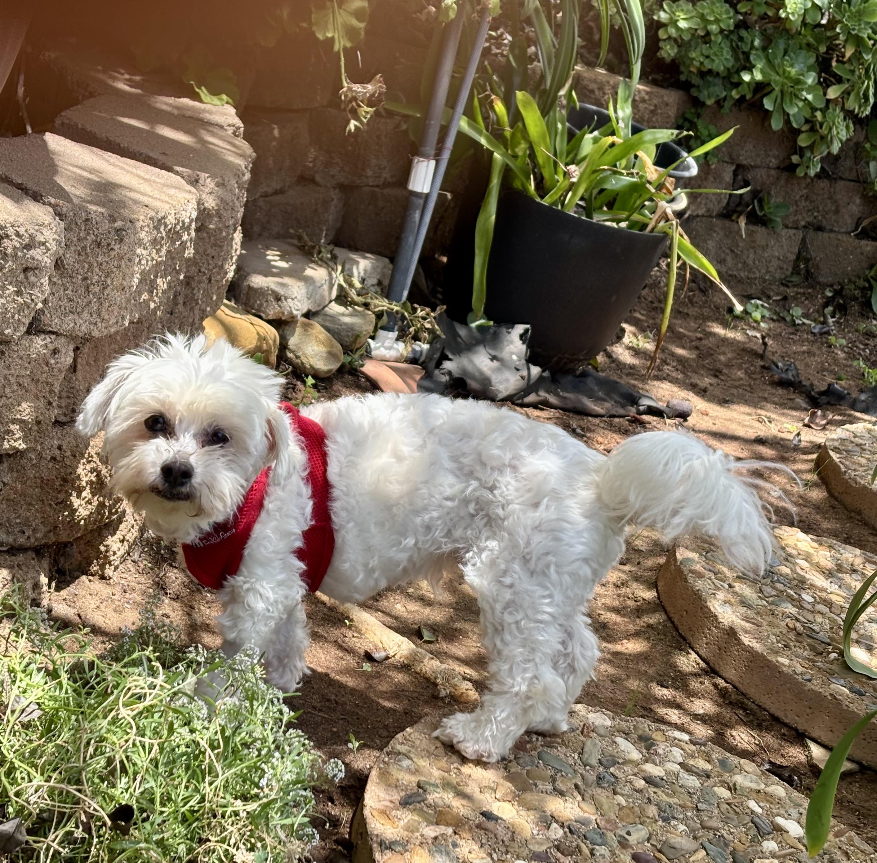 Enlarge Simply Special Snowy, a ADOPTABLE mixed breed in Carlsbad, CA image 2/4
