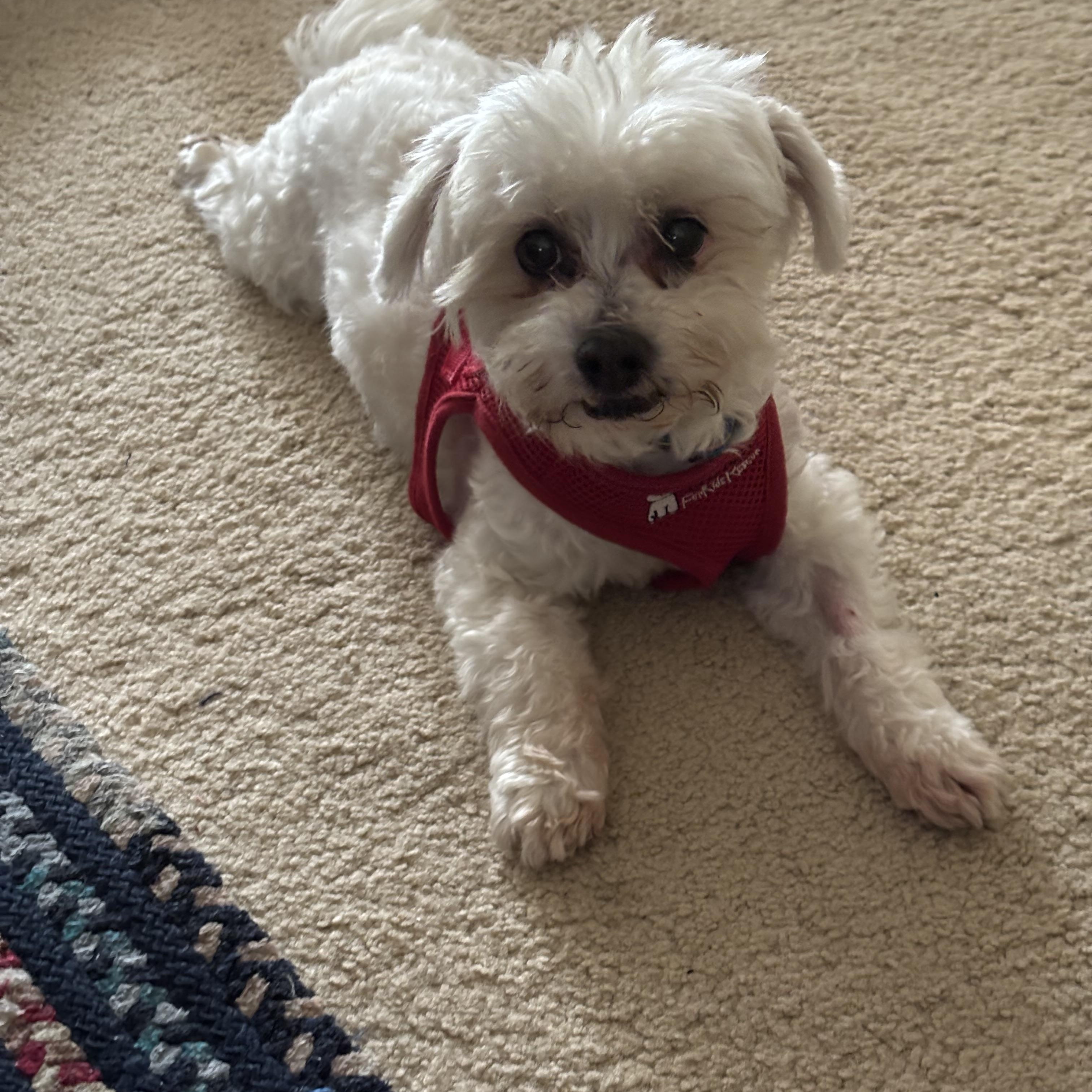 Enlarge Simply Special Snowy, a ADOPTABLE mixed breed in Carlsbad, CA image 4/4