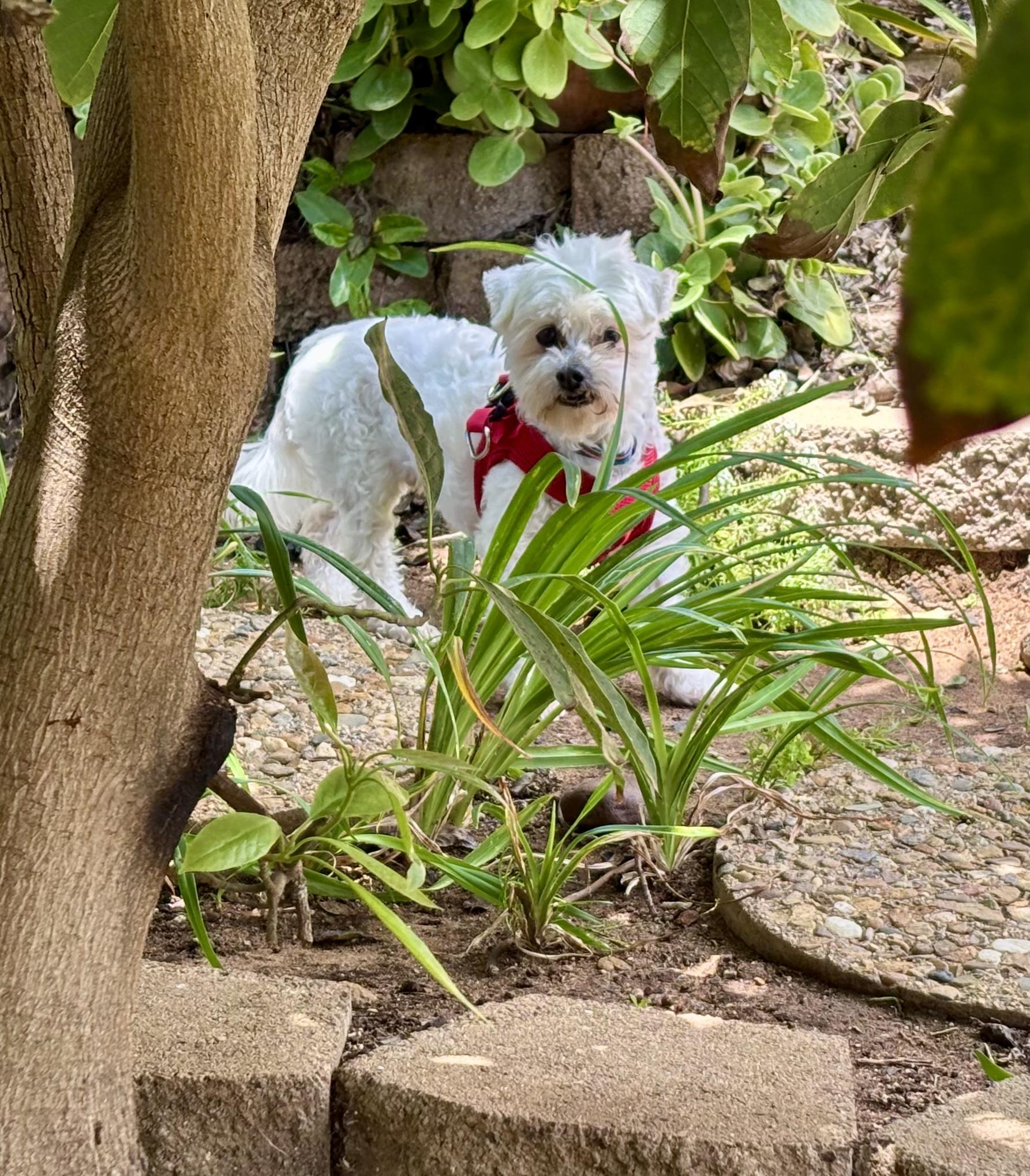 Enlarge Simply Special Snowy, a ADOPTABLE mixed breed in Carlsbad, CA image 3/4