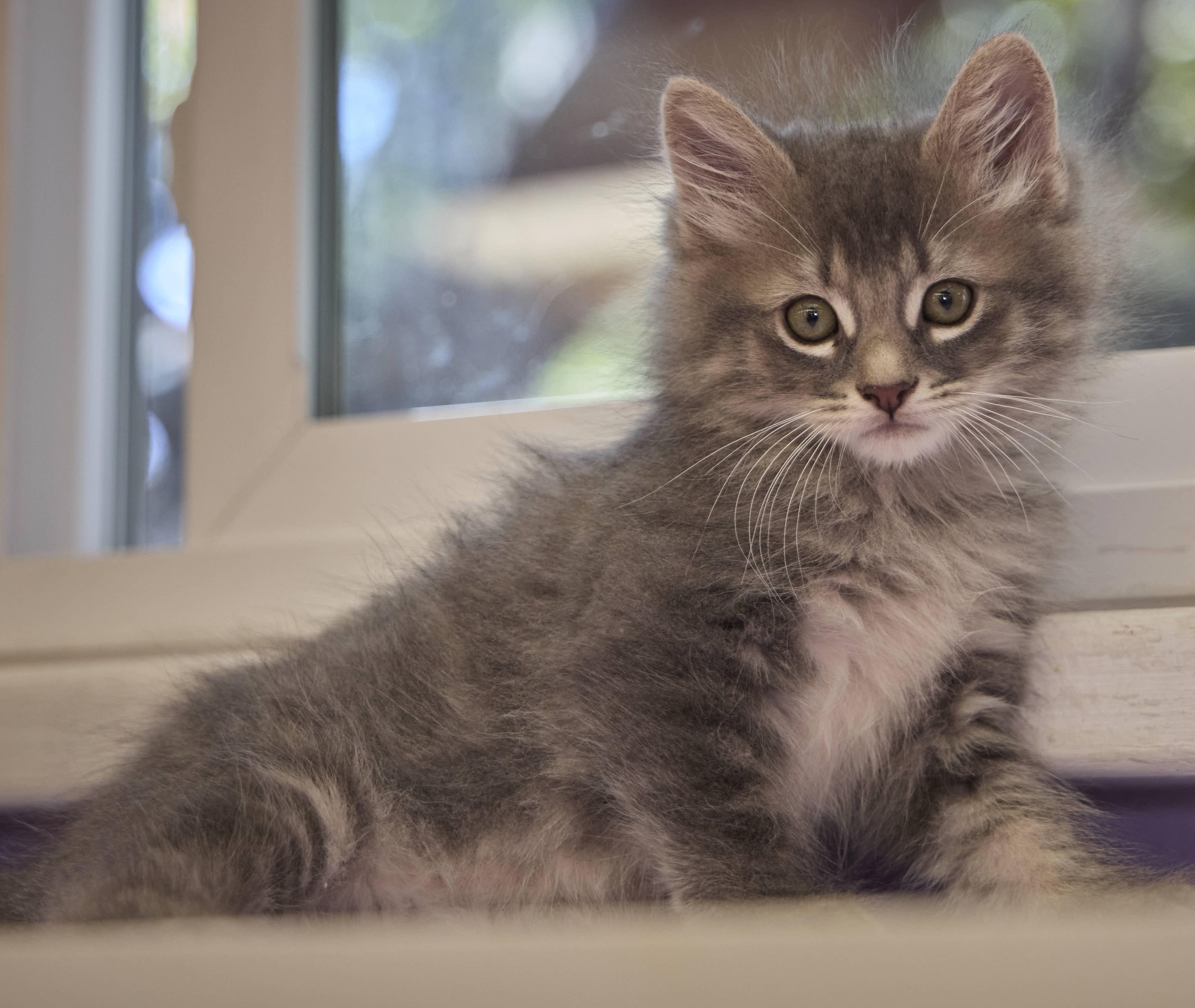 Enlarge Benny, a Adopted Domestic Long Hair in Santa Barbara, CA image 2/2