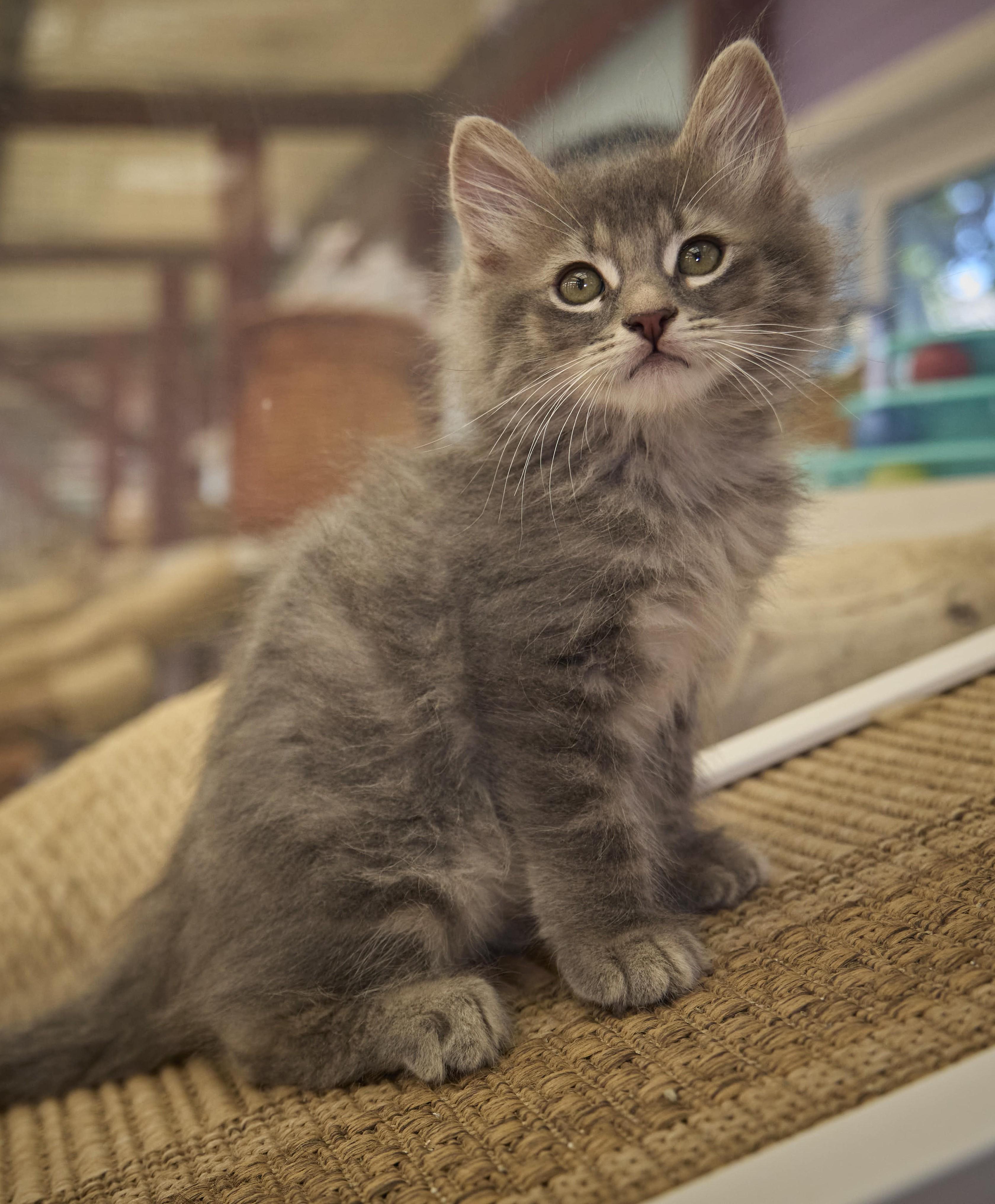 Enlarge Benny, a Adopted Domestic Long Hair in Santa Barbara, CA image 1/2