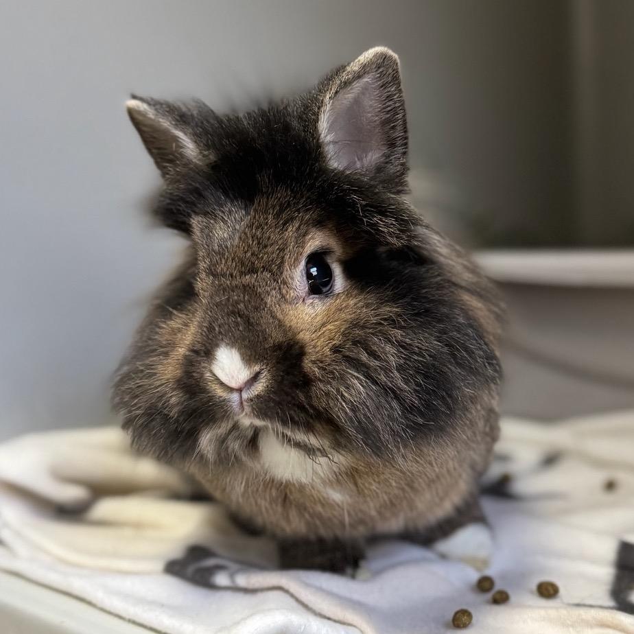 Peekaboo, Adoptable, Senior Female Lionhead & Lionhead.