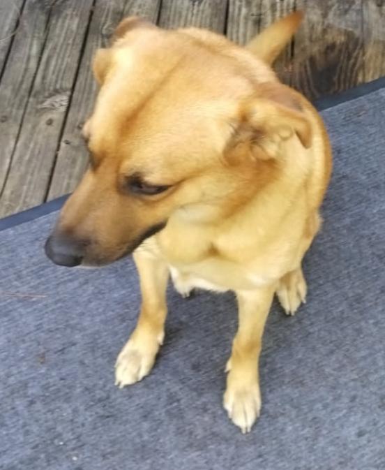 Bernie, a Adoptable mixed breed in Rock Hill, SC image 2/4