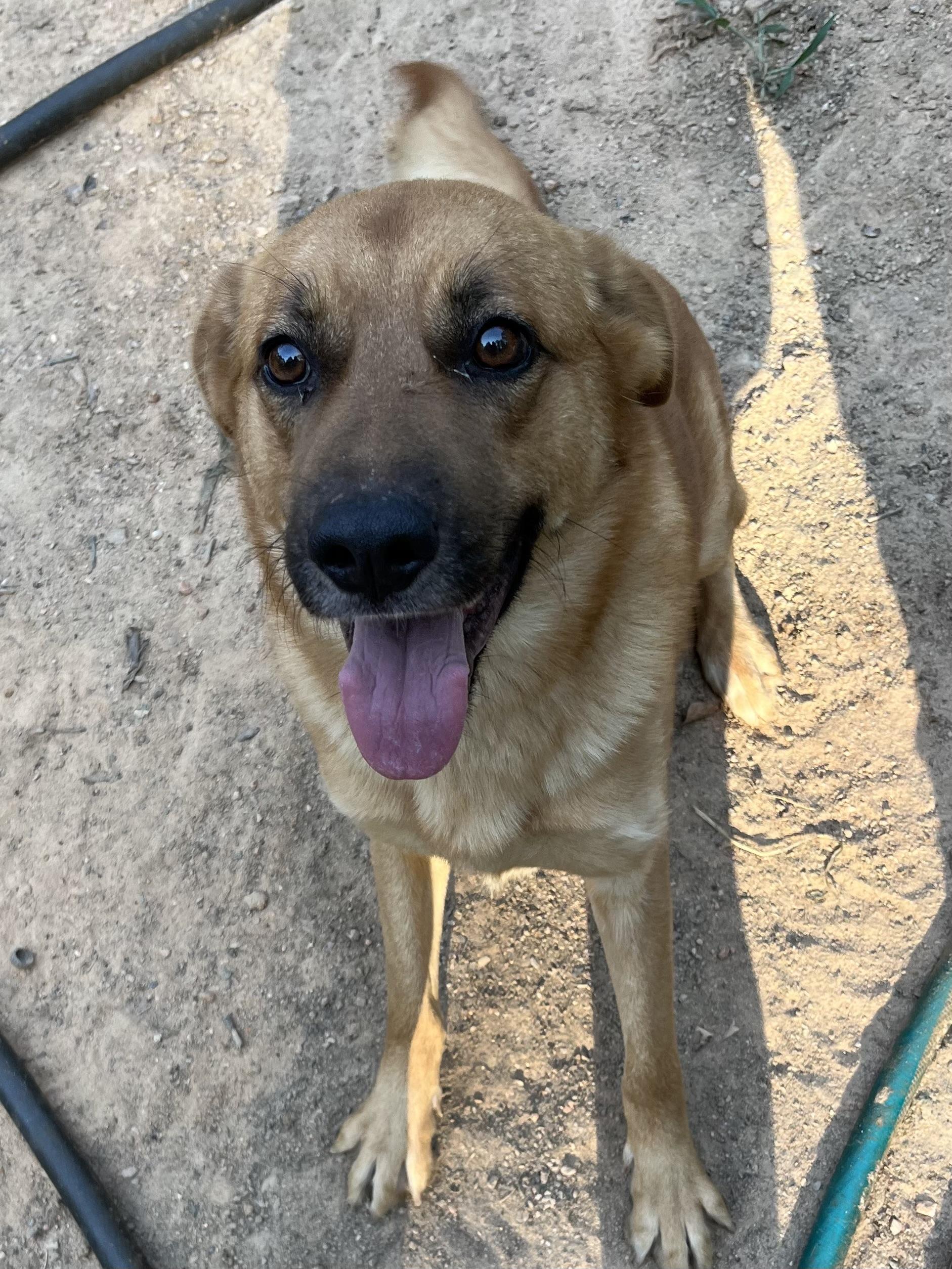 Bernie, Adoptable, Adult Male German Shepherd Dog & Labrador Retriever.