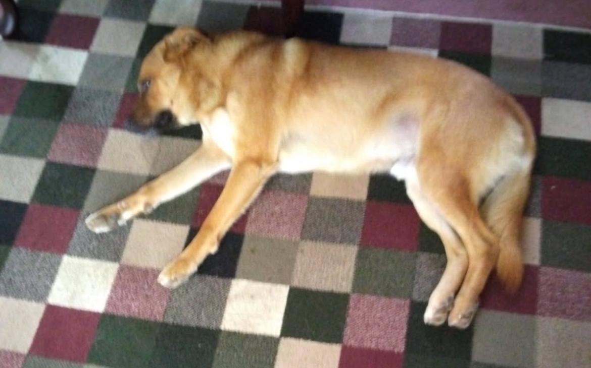 Bernie — thumbnail 3