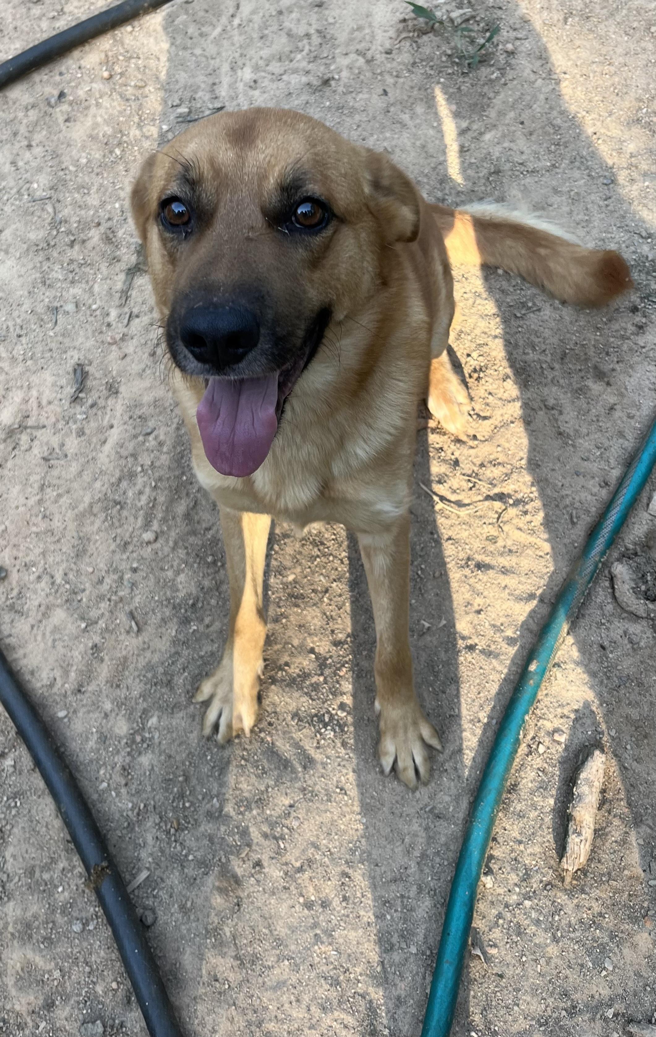 Bernie, a Adoptable mixed breed in Rock Hill, SC image 4/4
