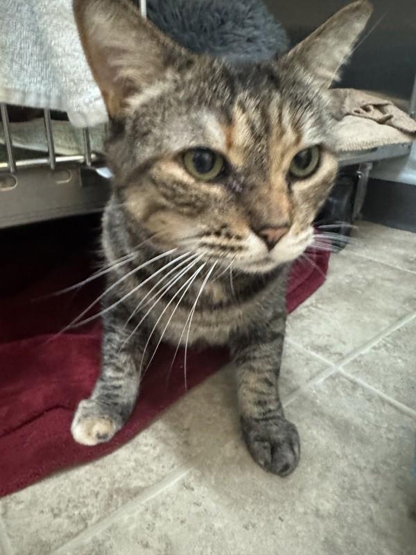Nahla, Adoptable, Senior Female Domestic Short Hair.