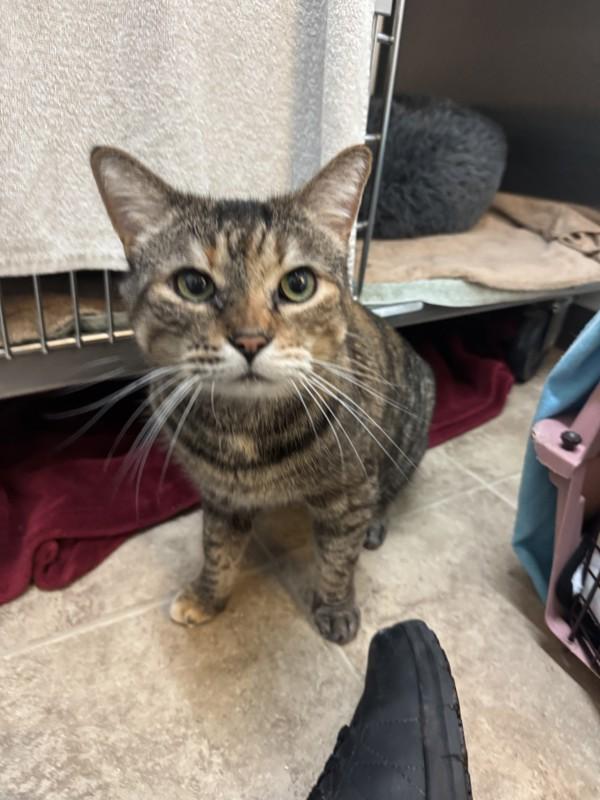 Enlarge Nahla, a Adoptable mixed breed in Vancouver, BC image 3/5