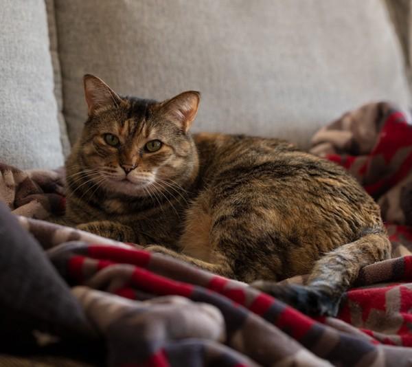 Enlarge Nahla, a Adoptable mixed breed in Vancouver, BC image 4/5