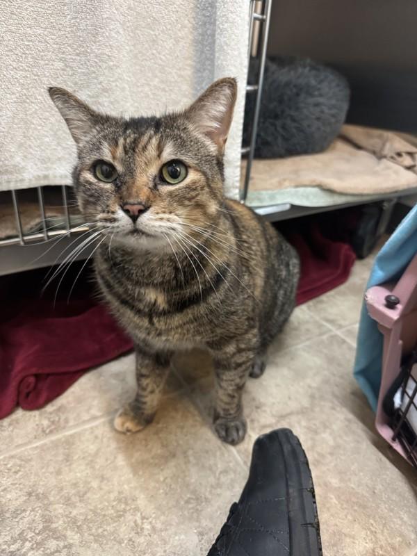 Enlarge Nahla, a Adoptable mixed breed in Vancouver, BC image 5/5