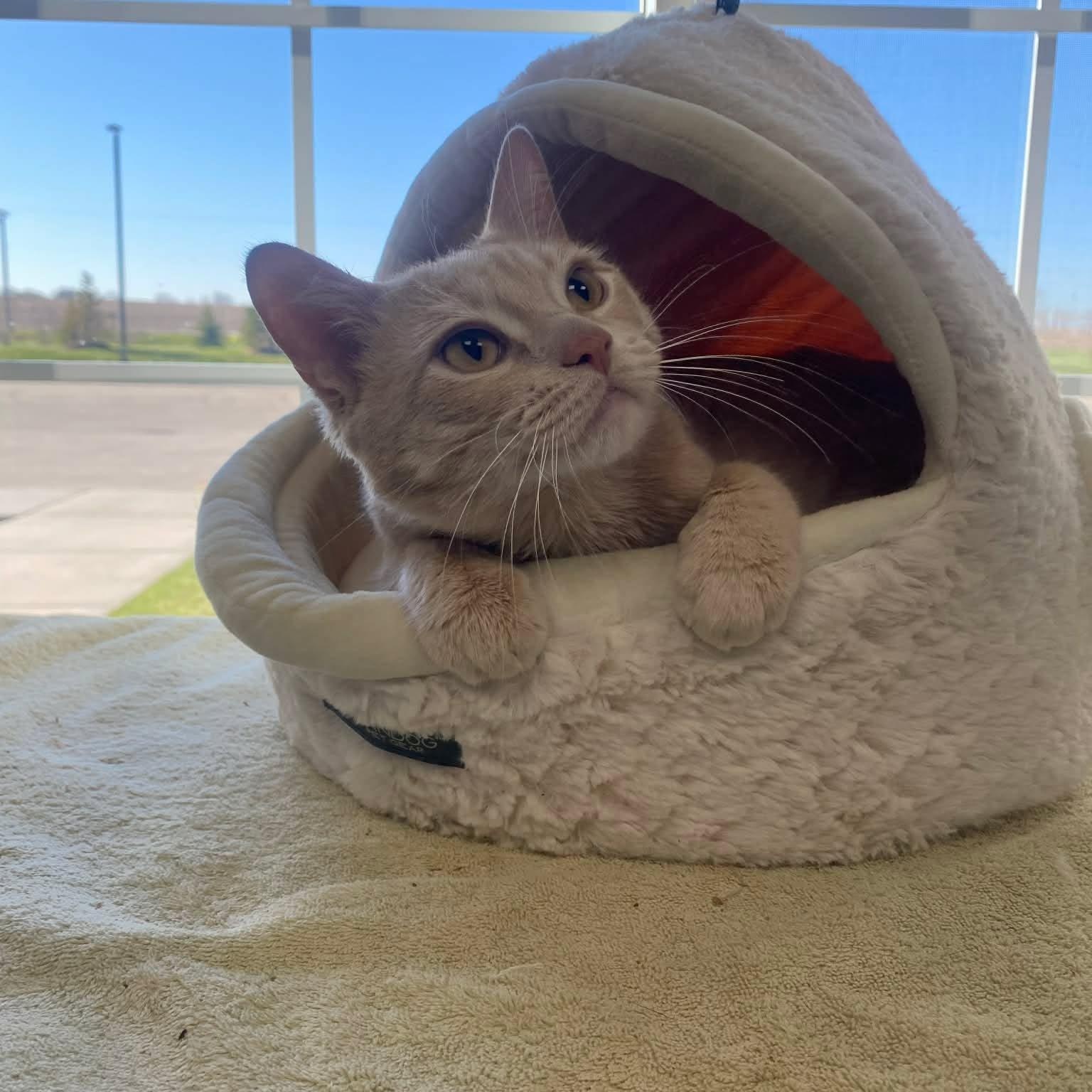 Enlarge Nacho, an adopted Domestic Short Hair in Minooka, IL image 3/4