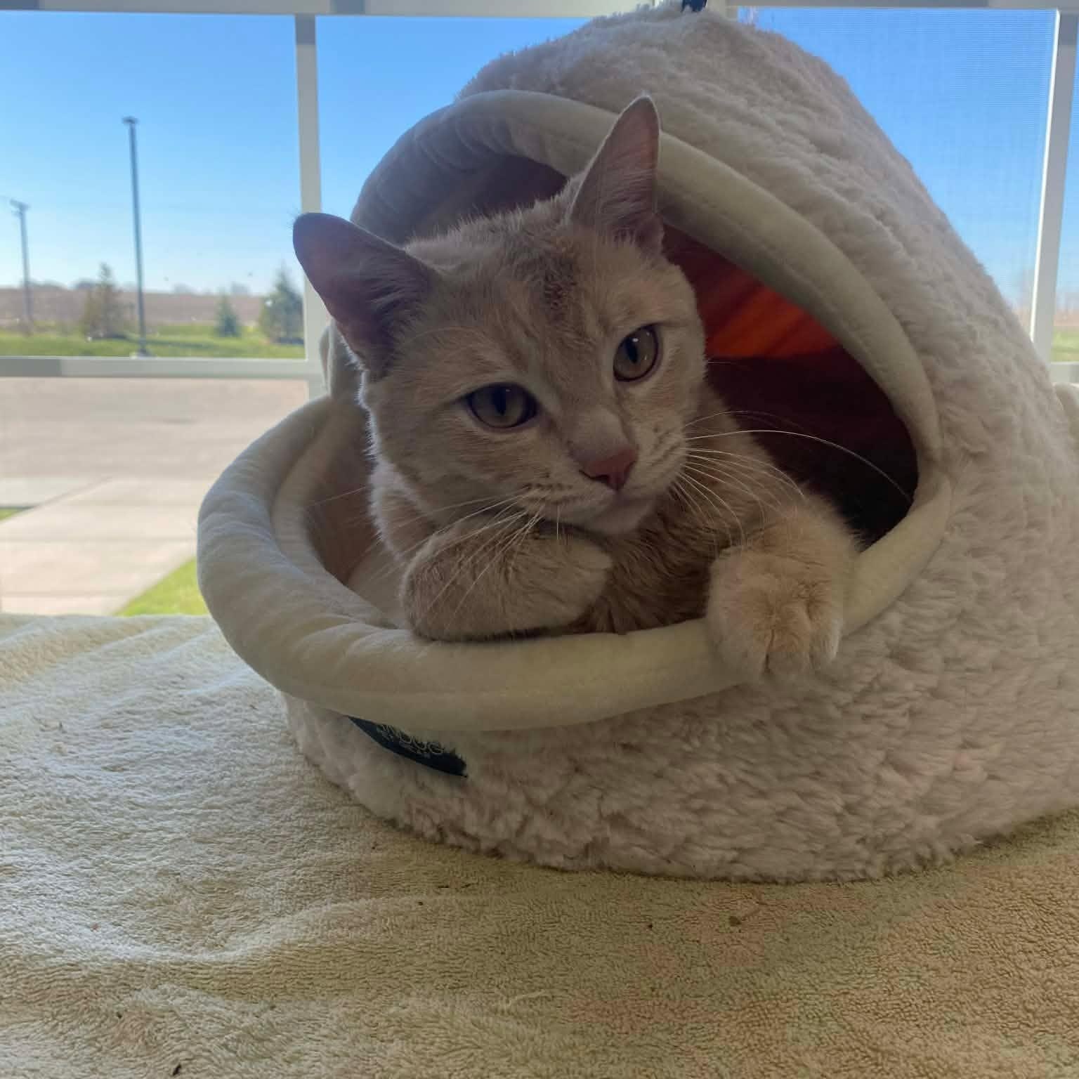 Enlarge Nacho, an adopted Domestic Short Hair in Minooka, IL image 1/4