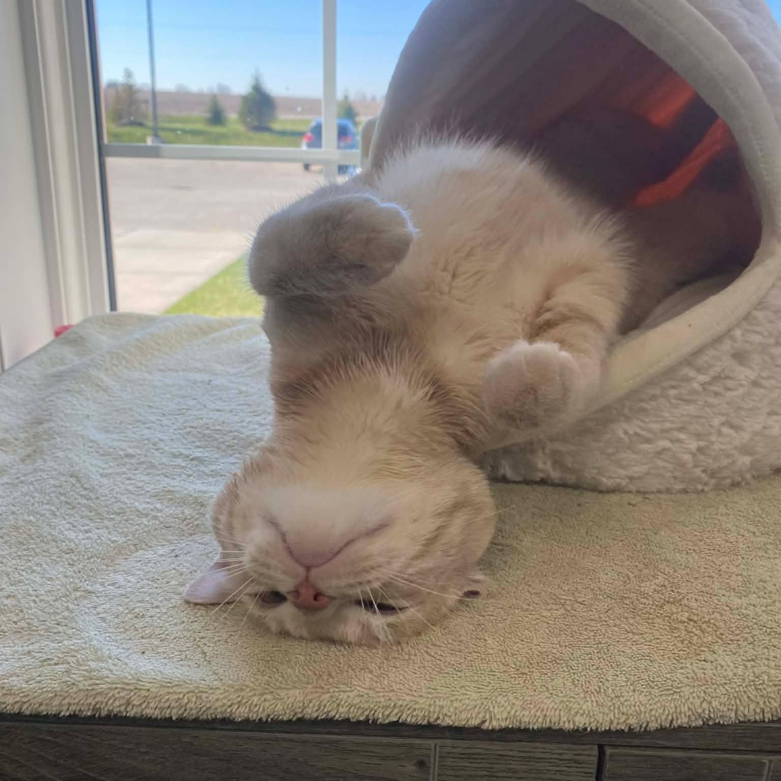 Enlarge Nacho, an adopted Domestic Short Hair in Minooka, IL image 4/4