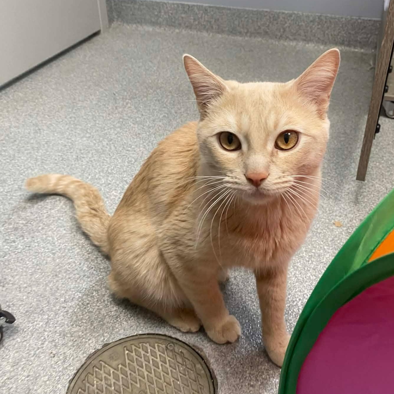 Enlarge Nacho, an adopted Domestic Short Hair in Minooka, IL image 2/4