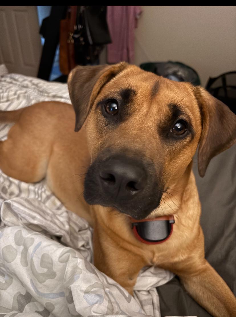 Enlarge Charlie, a Adoptable mixed breed in Burgaw, NC image 5/5
