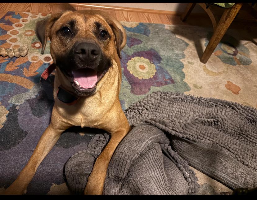 Enlarge Charlie, a Adoptable mixed breed in Burgaw, NC image 2/5