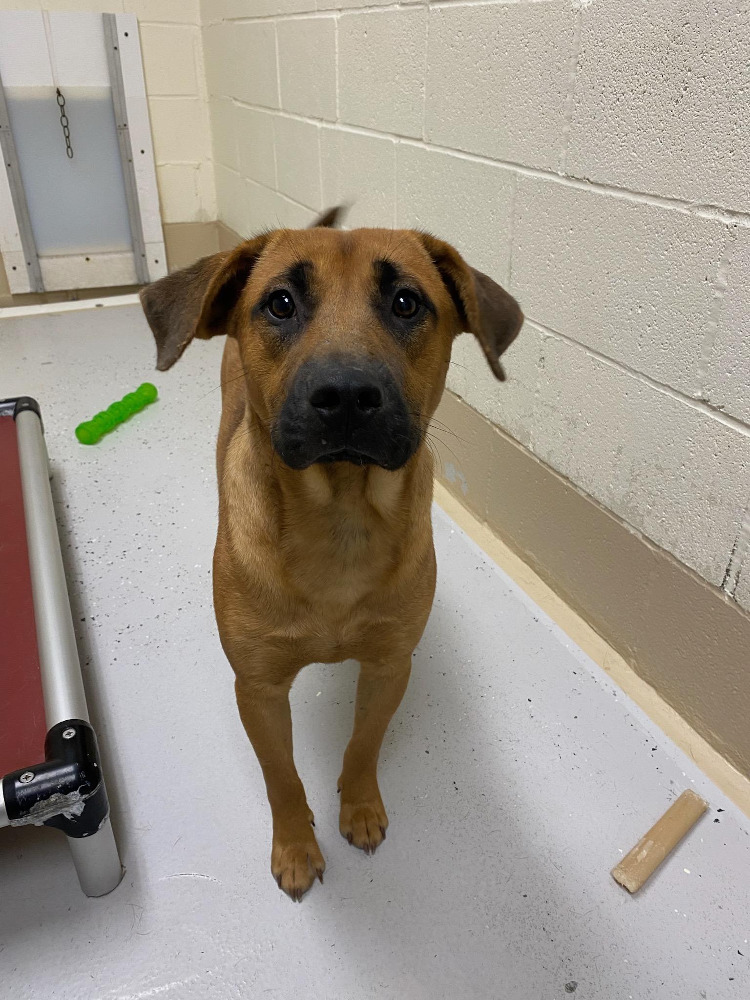 Enlarge Charlie, a Adoptable mixed breed in Burgaw, NC image 3/5