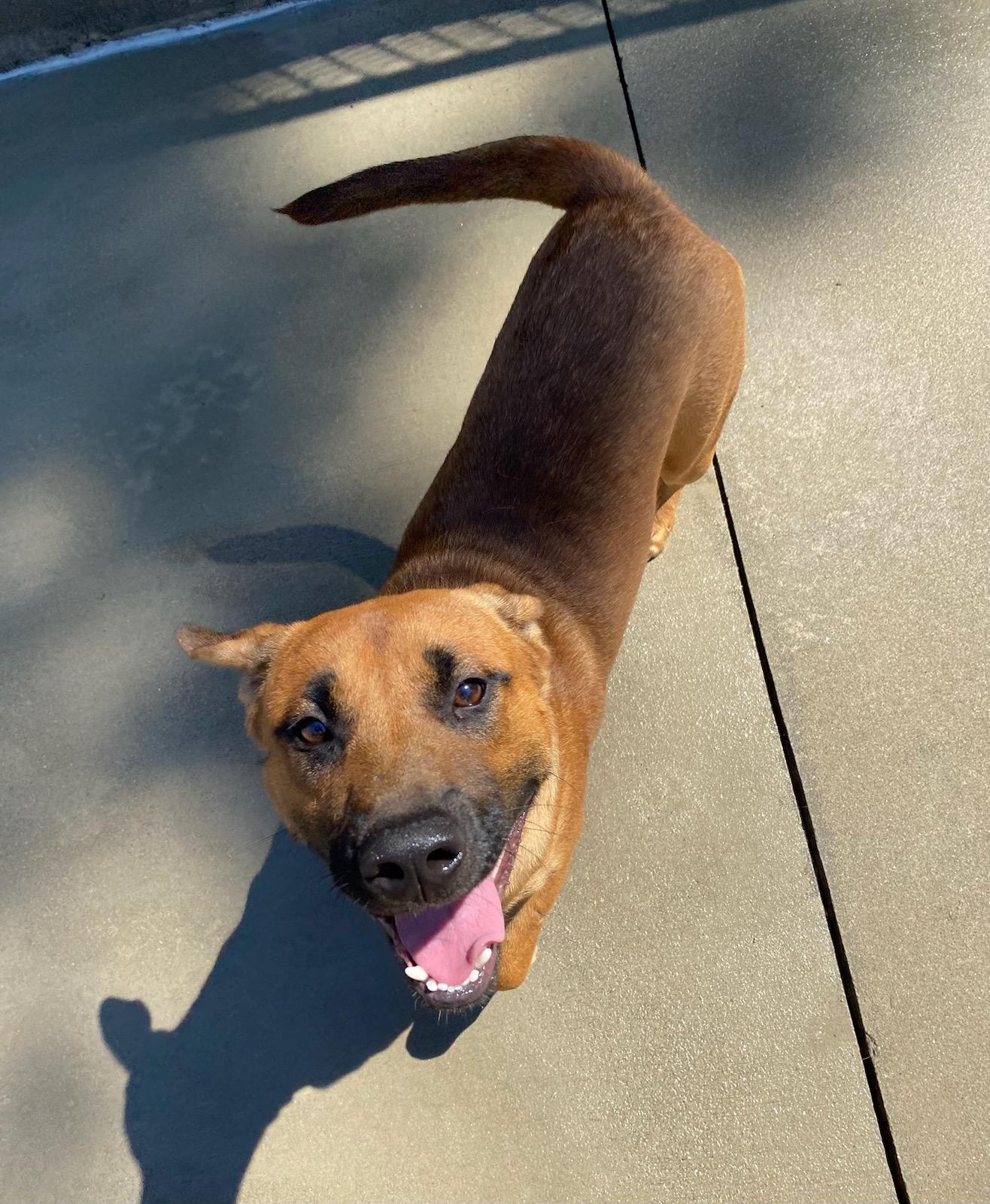 Enlarge Charlie, a Adoptable mixed breed in Burgaw, NC image 1/5