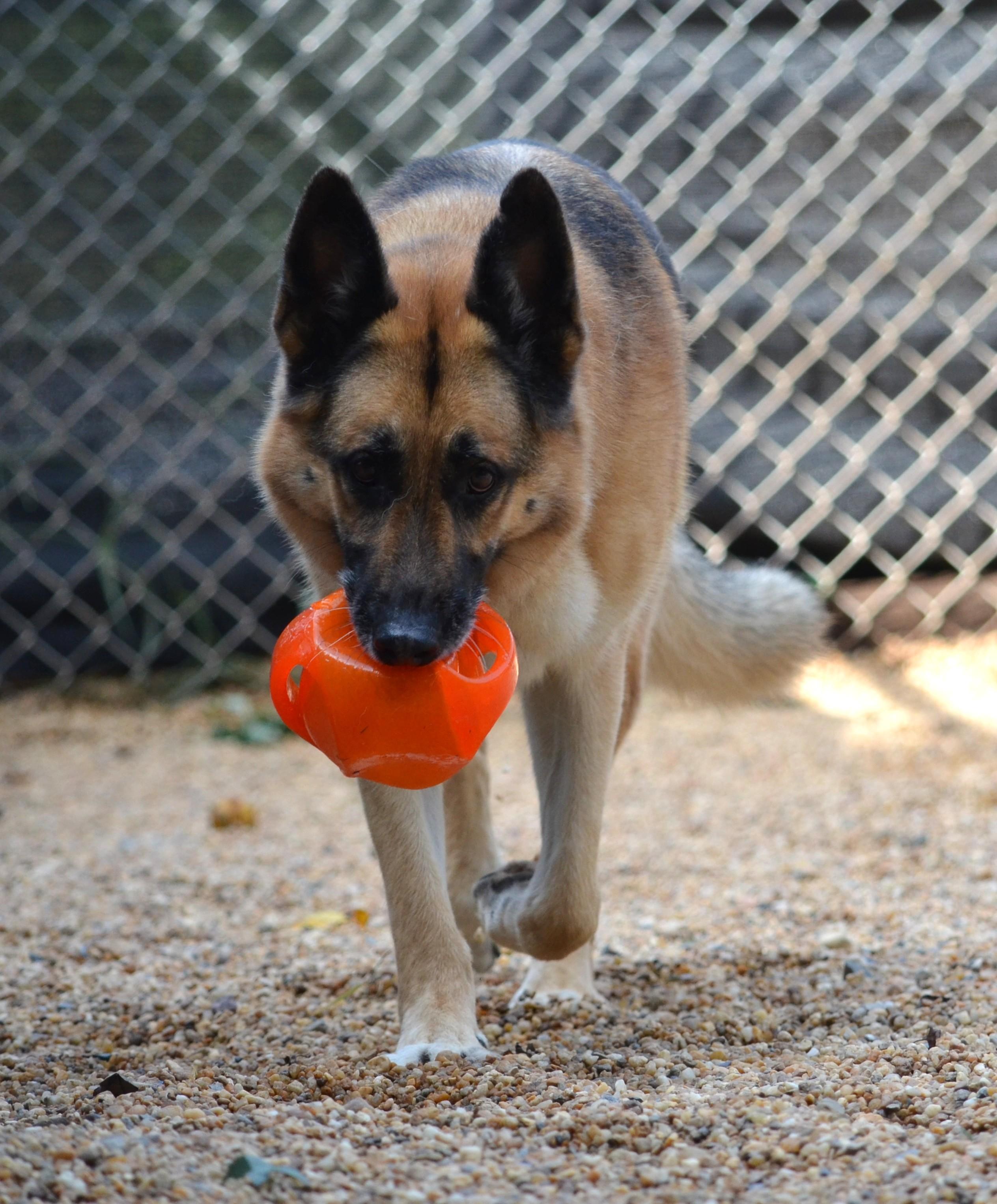 Chase, Adoptable, Adult Male German Shepherd Dog.