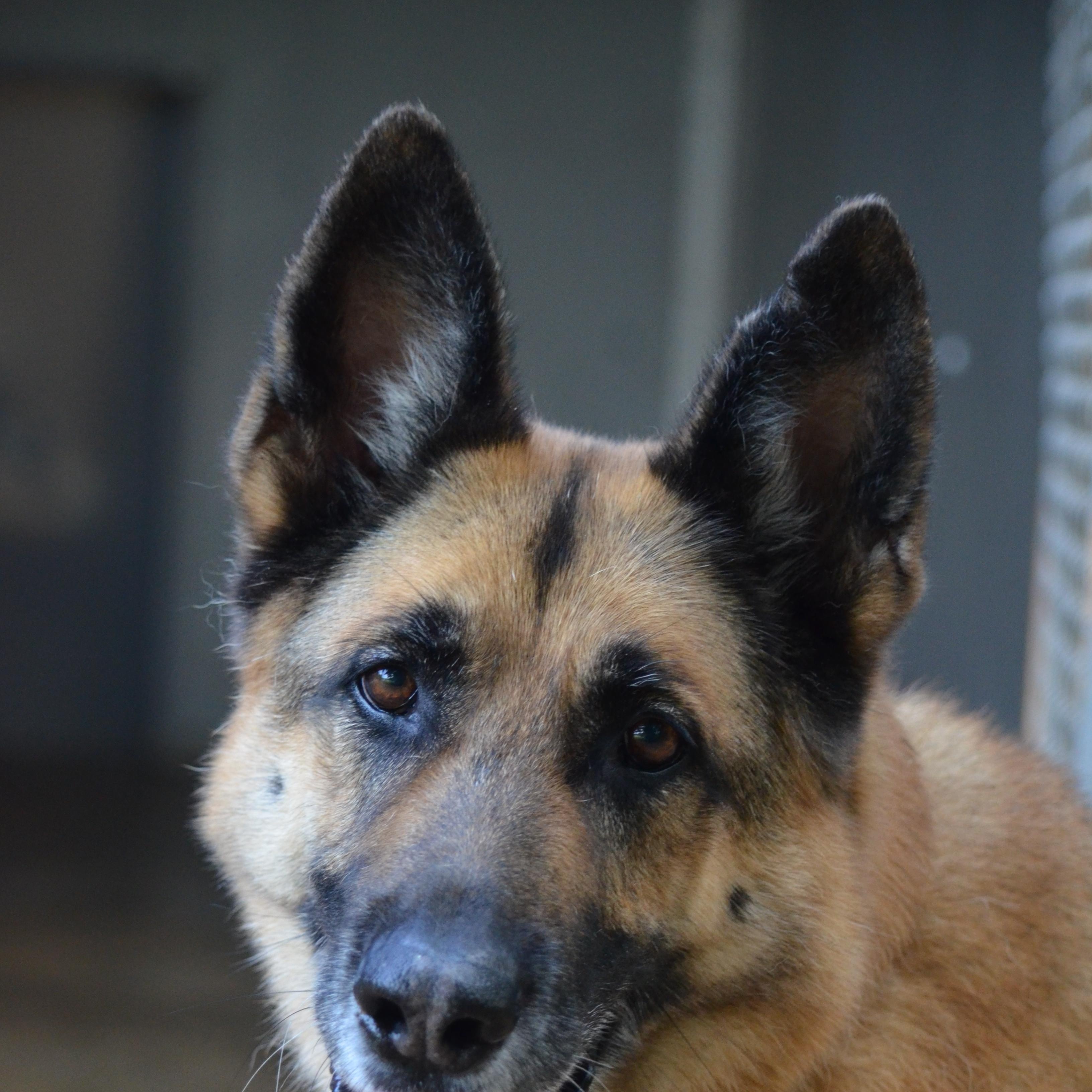 Enlarge Chase, a Adoptable German Shepherd Dog in Amissville, VA image 3/3