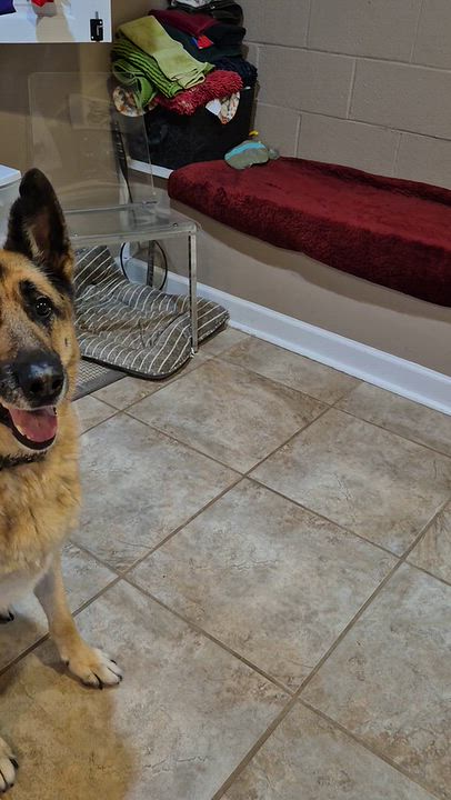 Enlarge Chase, a Adoptable German Shepherd Dog in Amissville, VA video 1/3