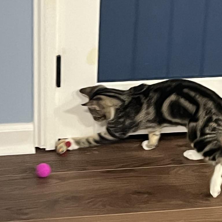 Ruby, a Adoptable mixed breed in Harrisburg, PA image 6/6