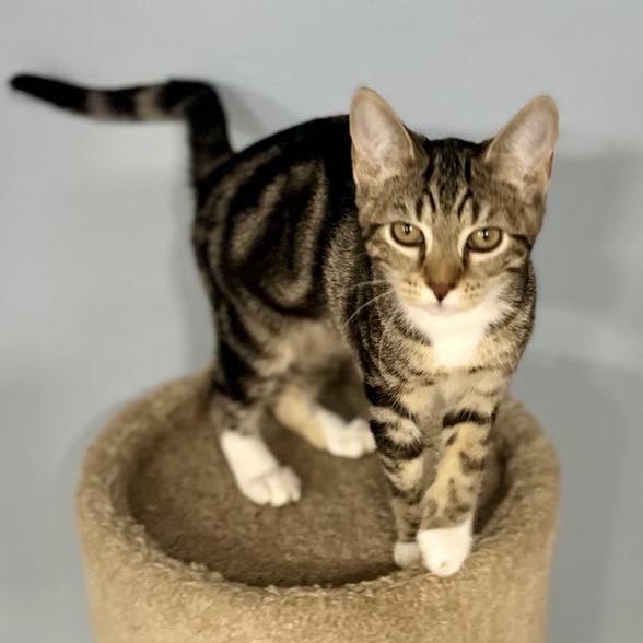 Ruby, a Adoptable mixed breed in Harrisburg, PA image 1/6