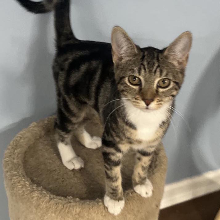 Ruby, a Adoptable mixed breed in Harrisburg, PA image 4/6