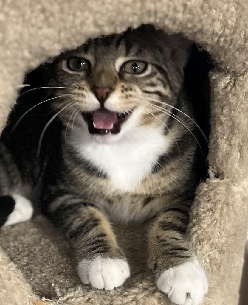 Ruby, a Adoptable mixed breed in Harrisburg, PA image 3/6