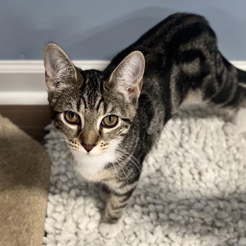 Ruby, a Adoptable mixed breed in Harrisburg, PA image 5/6