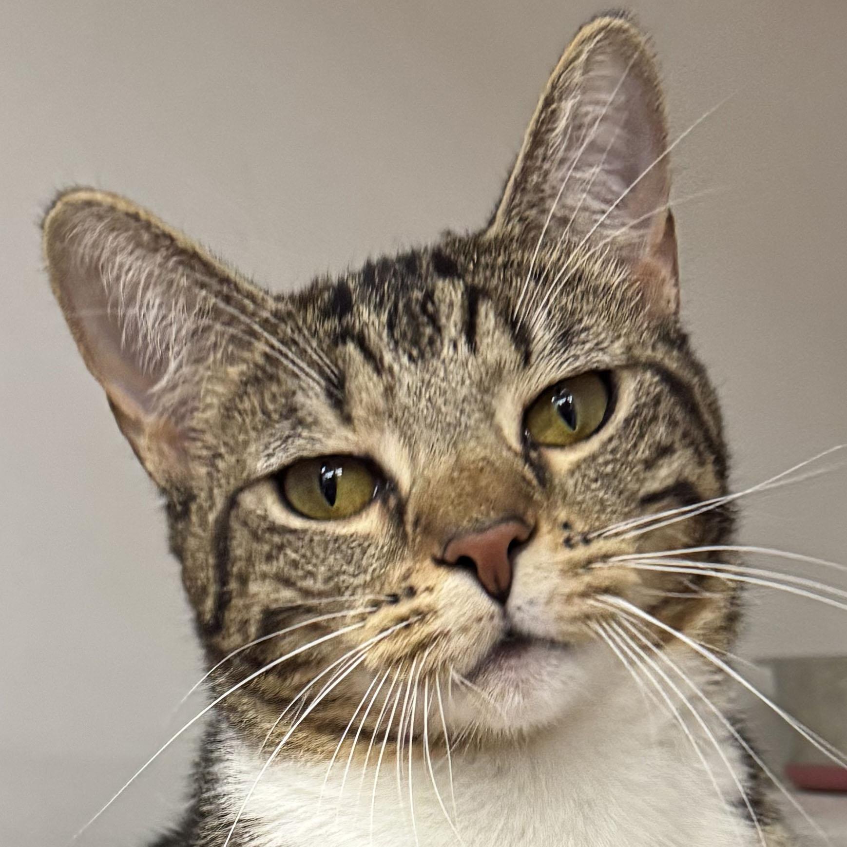 Ruby - Meet me at Pet Supplies Plus, Adoptable, Young Female Tabby & Domestic Short Hair.