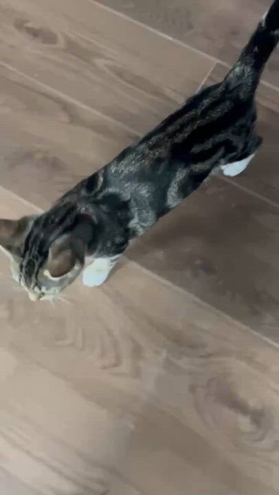 Enlarge Ruby, a Adoptable mixed breed in Harrisburg, PA video 2/6