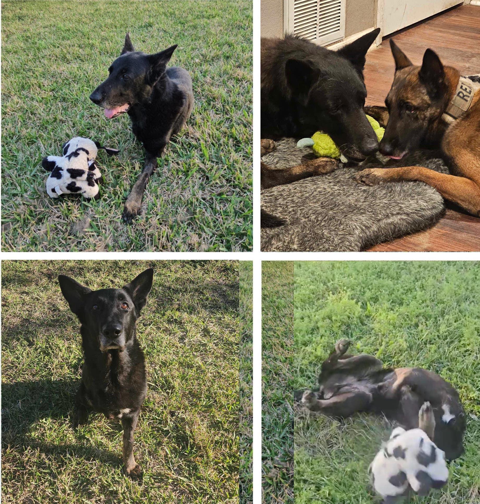 Woofy : Mr. Awesome Senior Tripawd — thumbnail 3