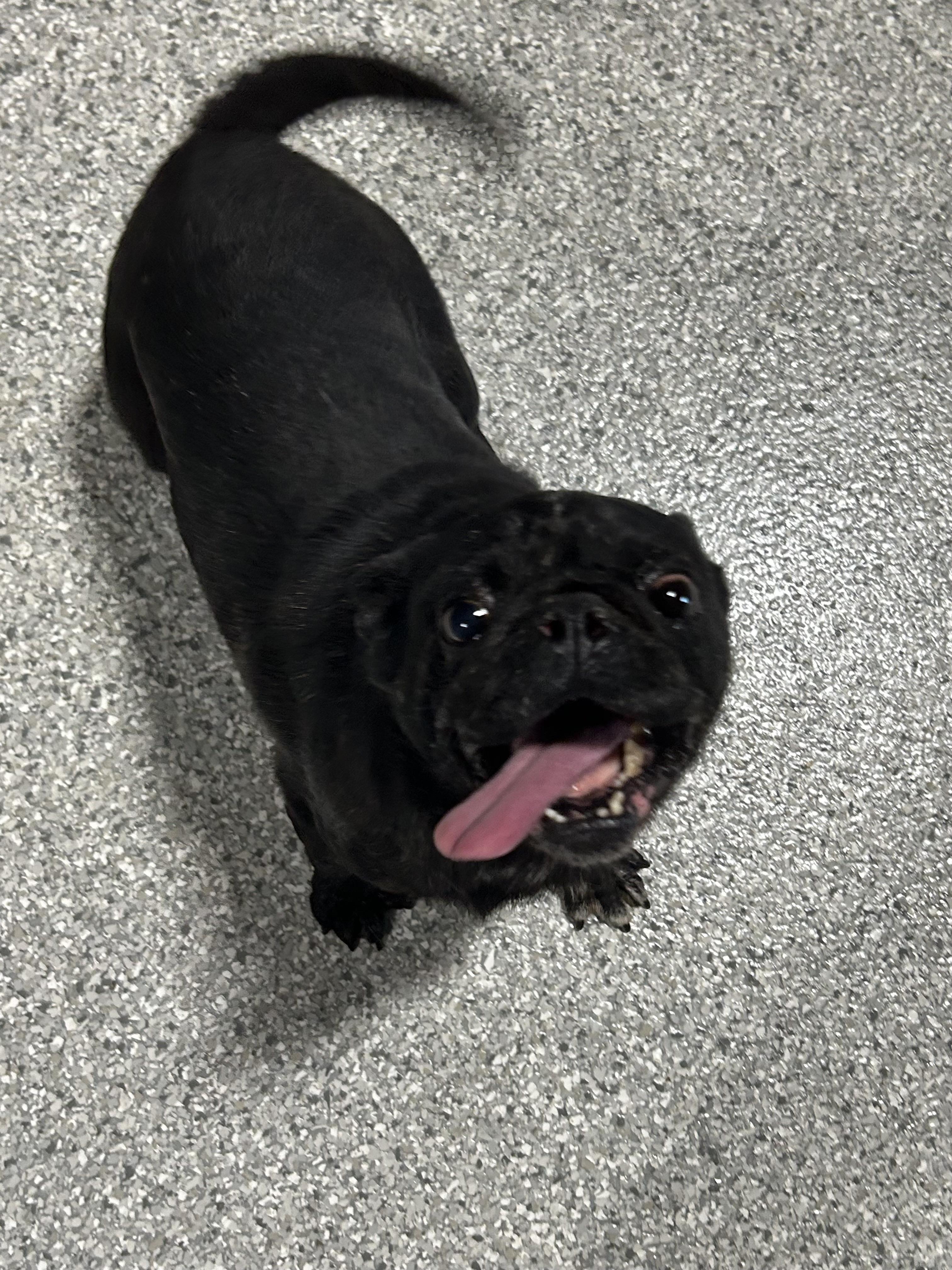 Enlarge Iron man, a Adoptable Pug in Maumee , OH image 1/6