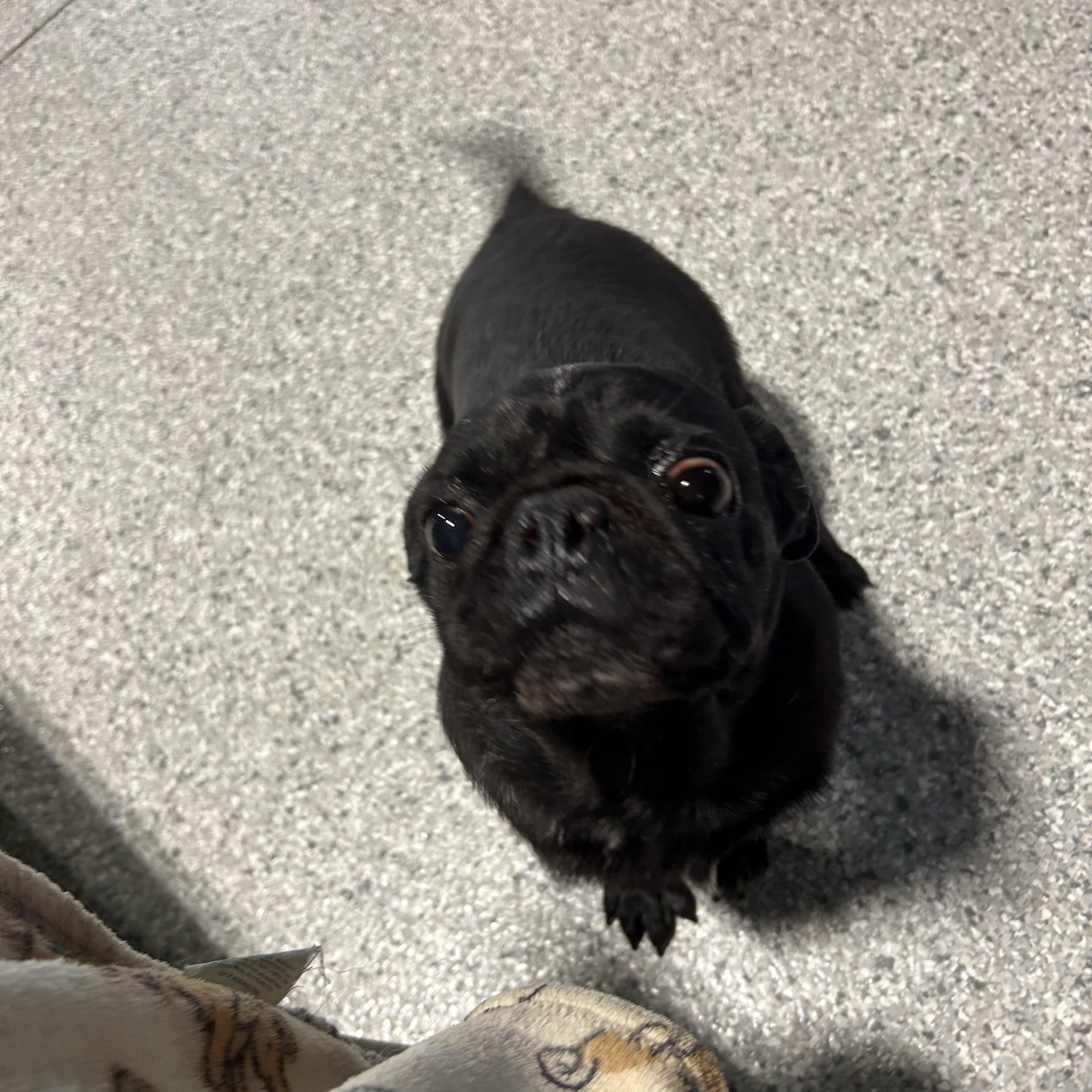 Enlarge Iron man, a Adoptable Pug in Maumee , OH image 3/6