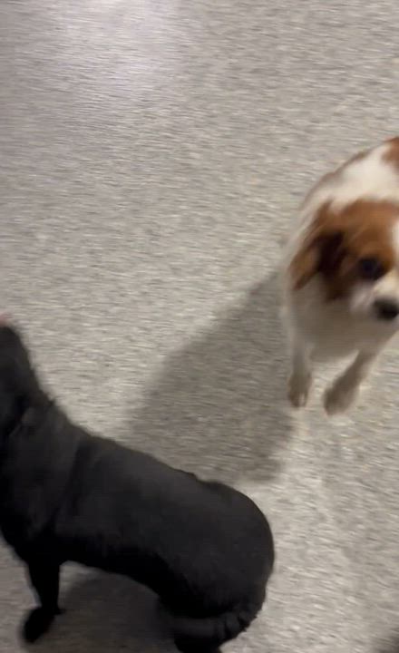 Enlarge Iron man, a Adoptable Pug in Maumee , OH video 5/6